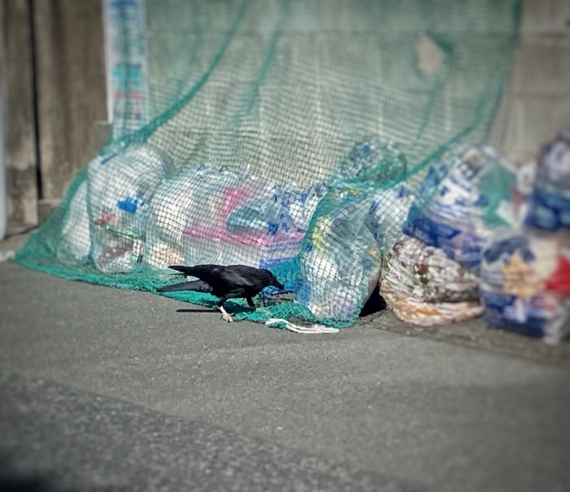 「ゴミ捨て場」と「電柱」の位置を見落として大後悔する人たち